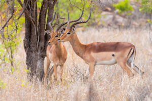 Impala (Aepyceros melampus), two adult males standing under a tree, Mpumalanga, South Africa Impala (Aepyceros melampus), two adult males standing under a tree, Mpumalanga, South Africa